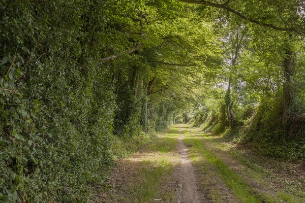 Dirt road through trees in rural forest