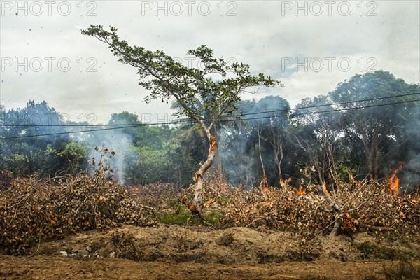 Tree near power lines in burning forest fire