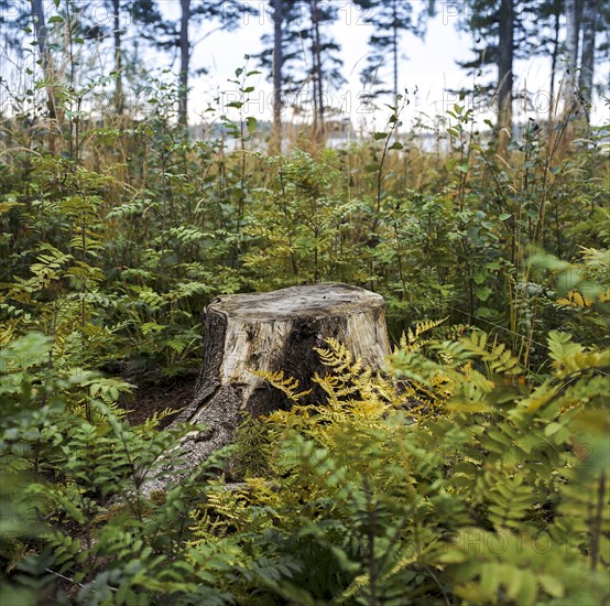 Stump in fern plants growing in lush forest