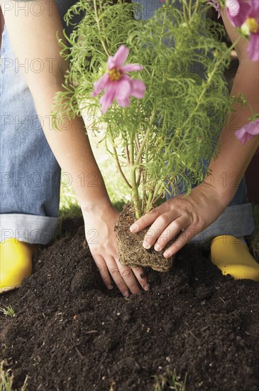 Woman planting flowers