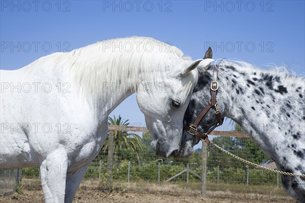 Horses touching cheeks on ranch