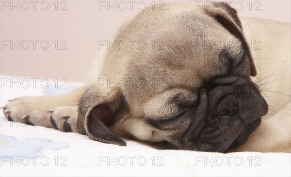 Close up of dog sleeping on bed