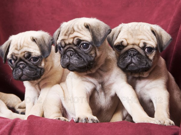 Pugs sitting on sofa