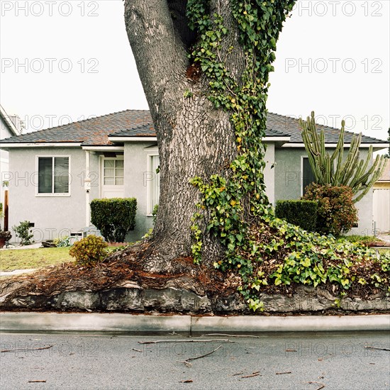 Ivy growing on tree on suburban street