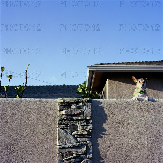 Dog peering over suburban fence