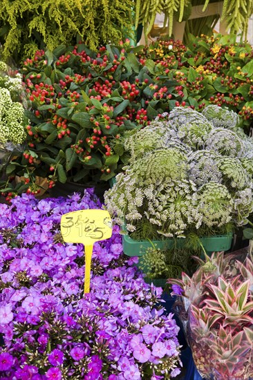 Variety of flowers for sale in market