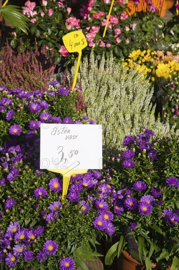 Variety of flowers for sale in market