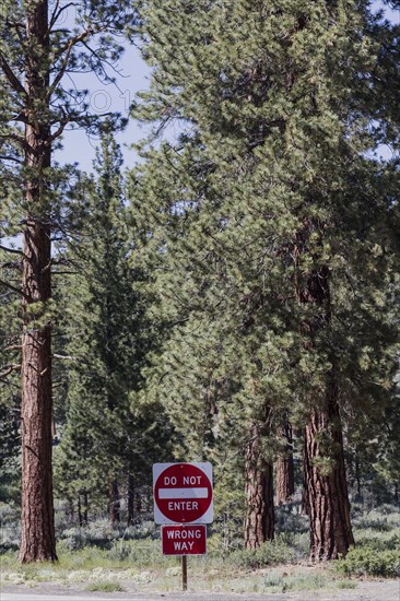 Caution road signs near forest