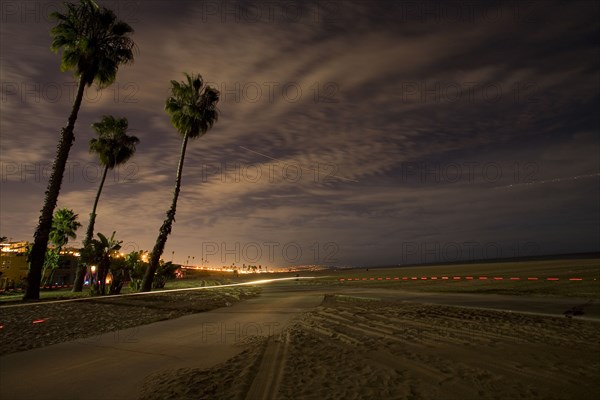 Palm trees and path near ocean