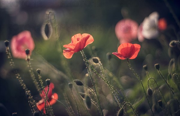 Close up of red flowers