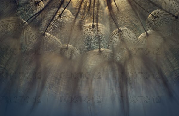 Close up of dandelion seeds