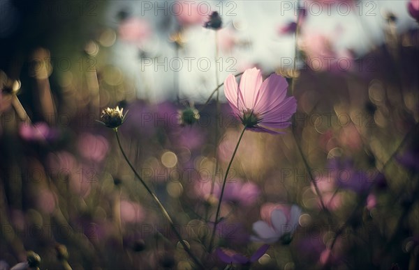 Close up of purple flowers in field