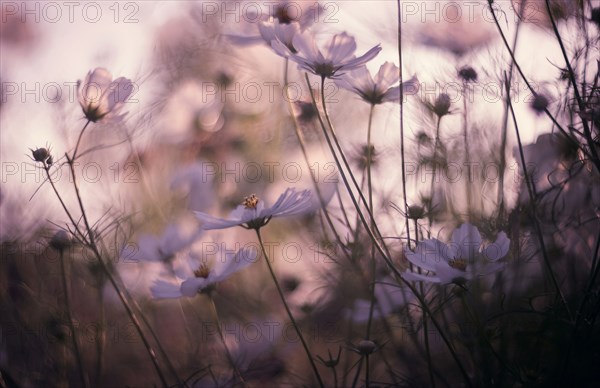 Close up of flowers in field