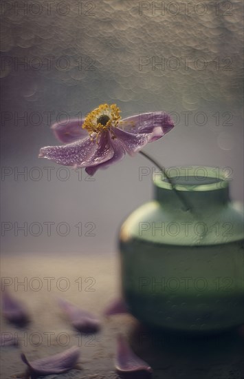 Fallen petals of flower in vase