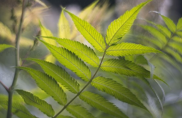 Green leaves on stem