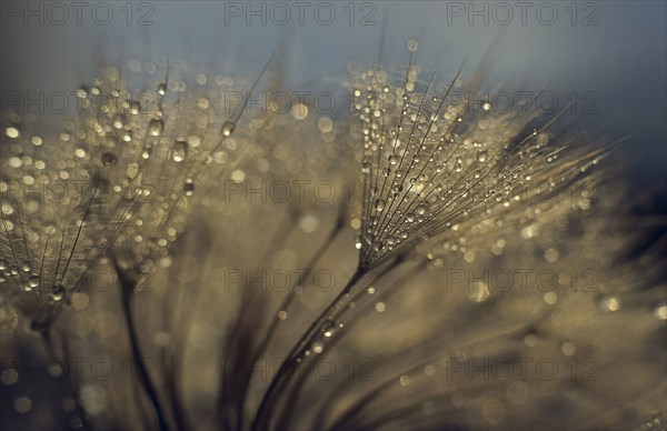 Water droplets on plant