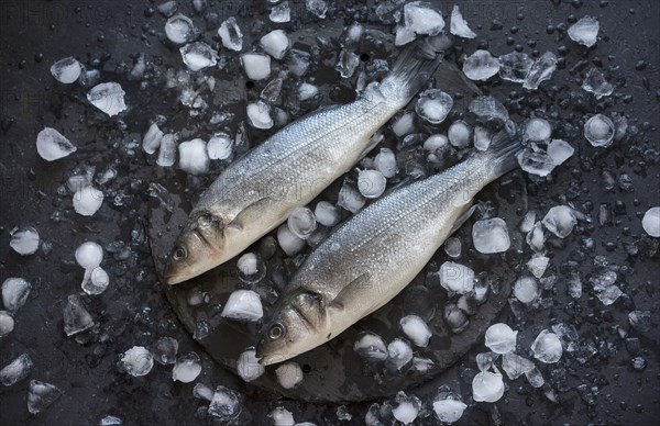 Fish on ice cubes