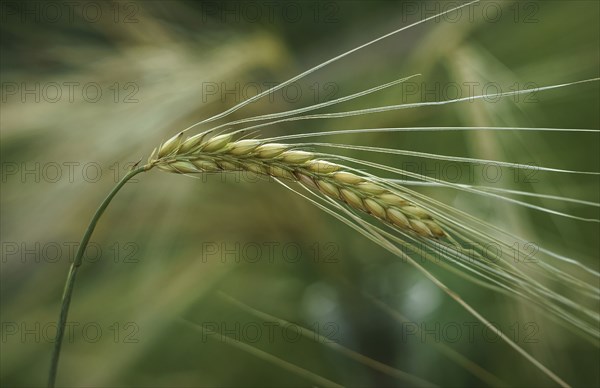 Close up of wheat