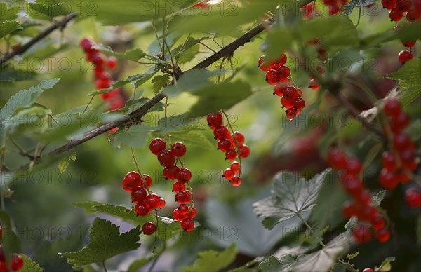 Close up of berries on branch