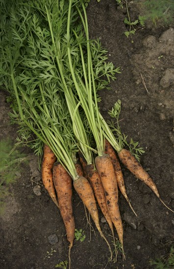 Close up of carrots in dirt