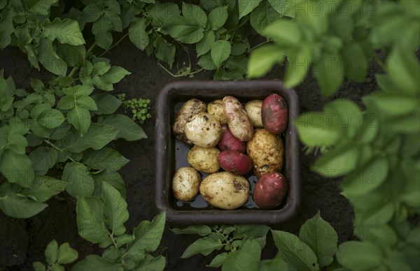 Basket of potatoes