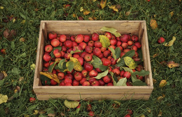 Apples in wooden crate