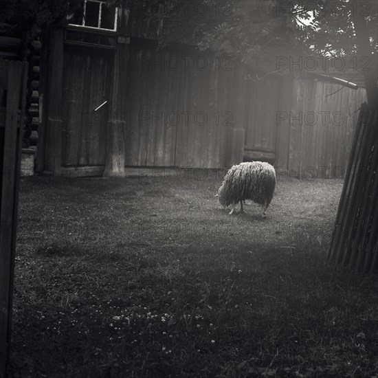 Sheep grazing in barnyard