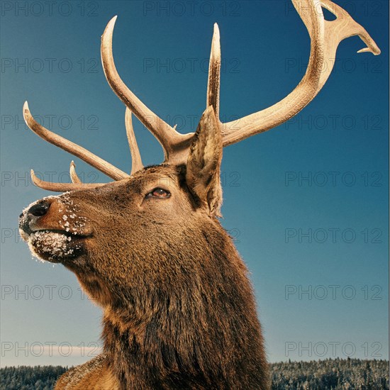 Close up of elk with antlers under blue sky in winter