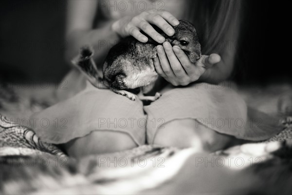 Caucasian girl holding pet chinchilla on bed