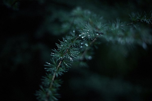 Close up of dew drops on evergreen tree branch