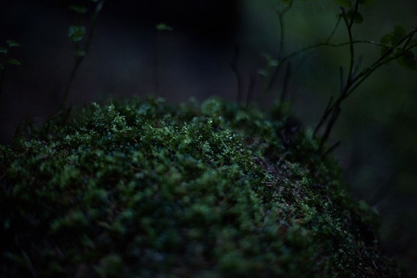 Close up of moss growing in dark forest