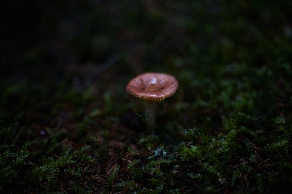 Close up of mushroom growing in dark forest