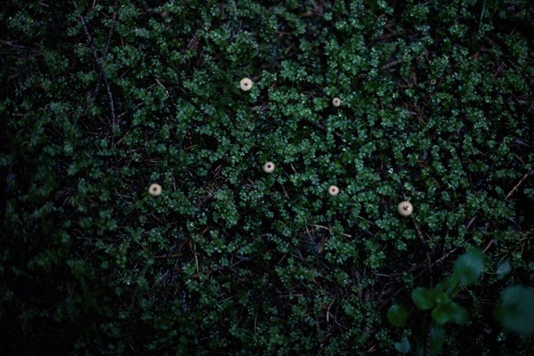 Close up of moss growing in dark forest