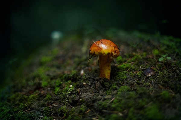 Close up of mushroom growing in dark forest