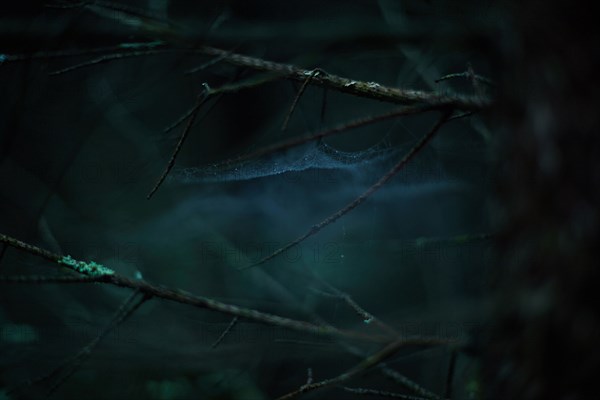 Close up of cobwebs on branches in dark forest