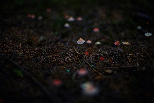 Close up of mushrooms growing in dark forest