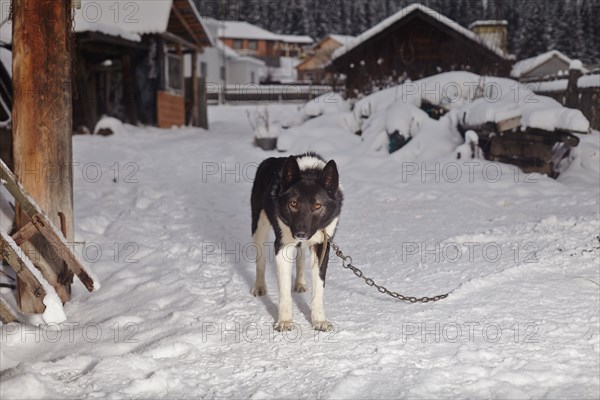 Dog chained in snowy yard