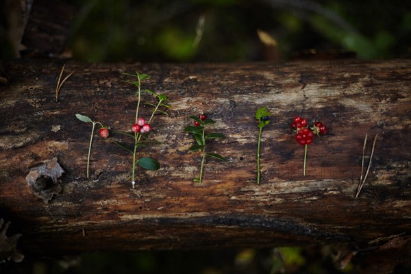 Close up of variety of berries and leaves on log