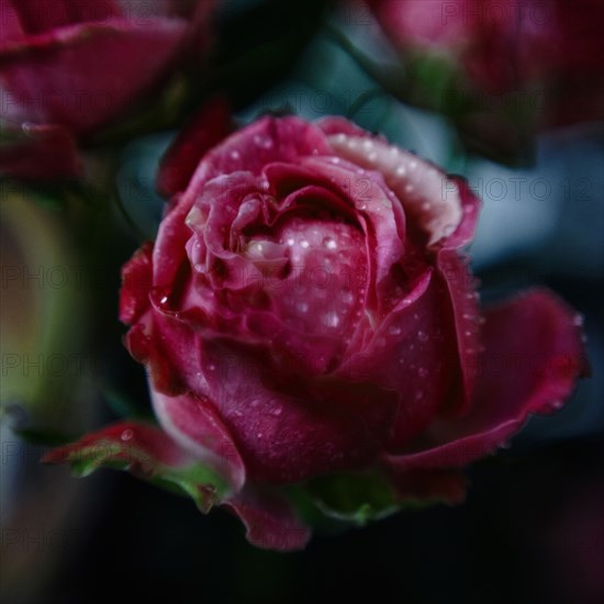 Close up of water droplets on rose