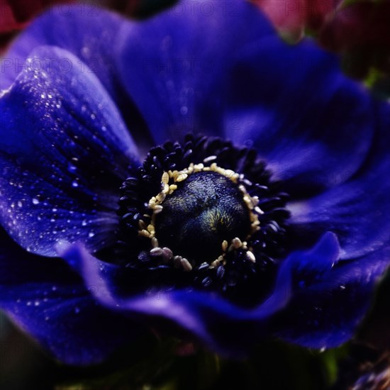 Close up of water droplets on flower