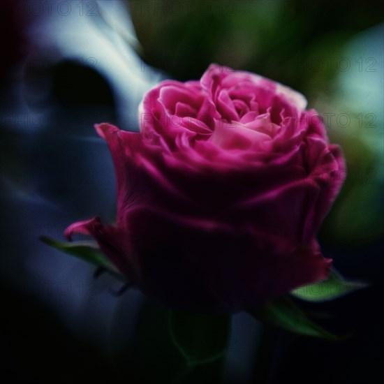 Close up of blooming flower