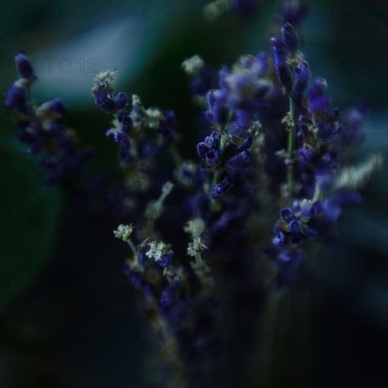 Close up of blooming flowers