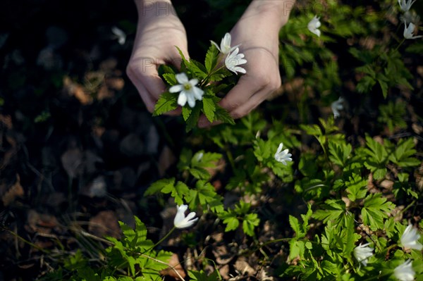 Caucasian girl picking flowers from ground