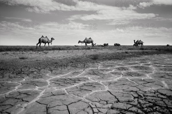 Camels in cracked field