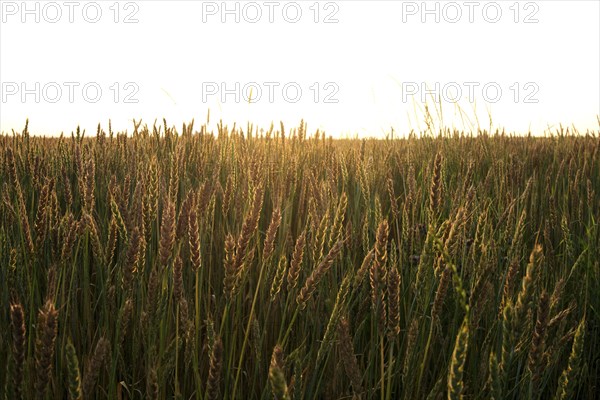 Field of wheat