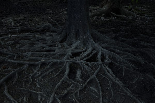 Gnarled roots of tree at night