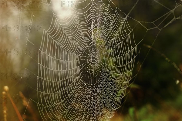 Close up of spider web