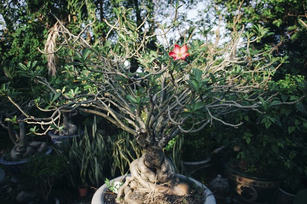 Flower in potted plant