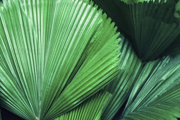 Large green leaves