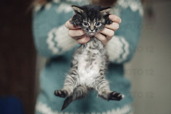 Caucasian woman dangling kitten